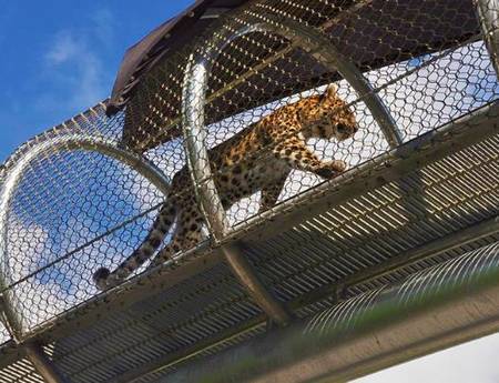 There is a leopard in a rope mesh walkway.