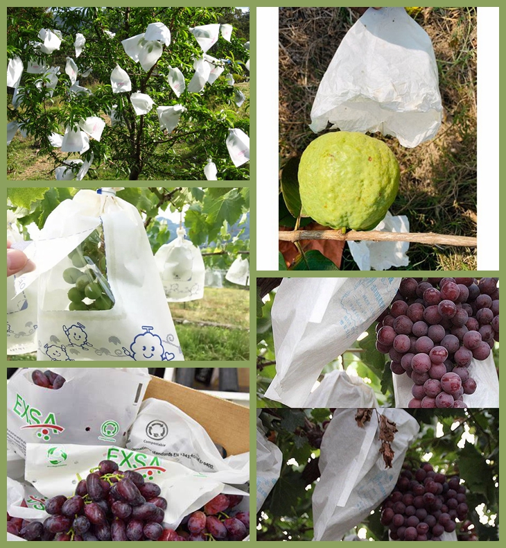Fruit wrap paper from guangzhou bmpaper co., ltd