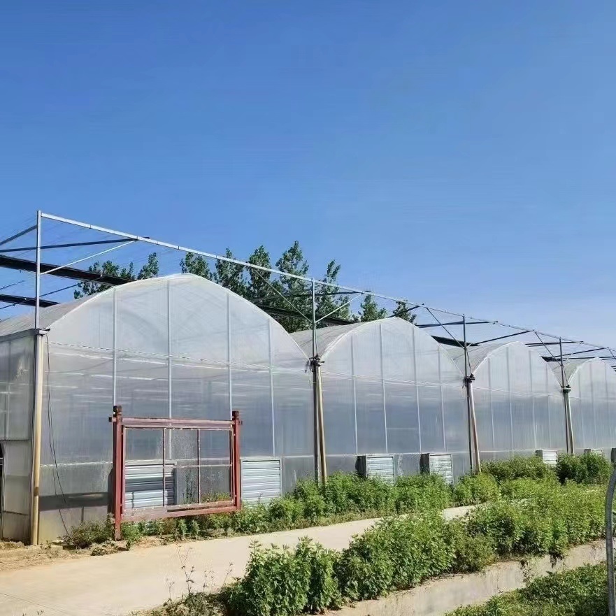 Multi-Span Film Agricultural Greenhouse for Large Scale Farming/Cultivation
