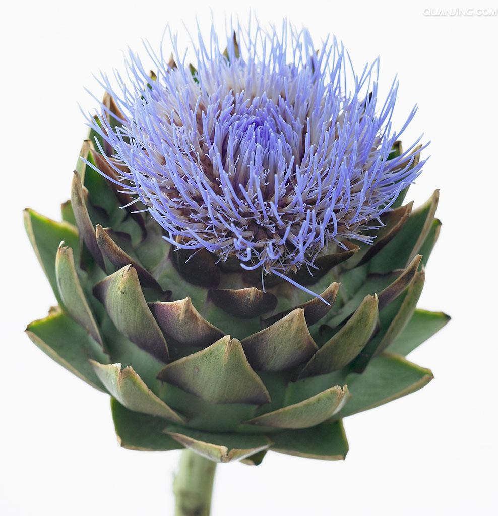 Plant medicine extracts cynara scolymus extract/artichoke leaf extract