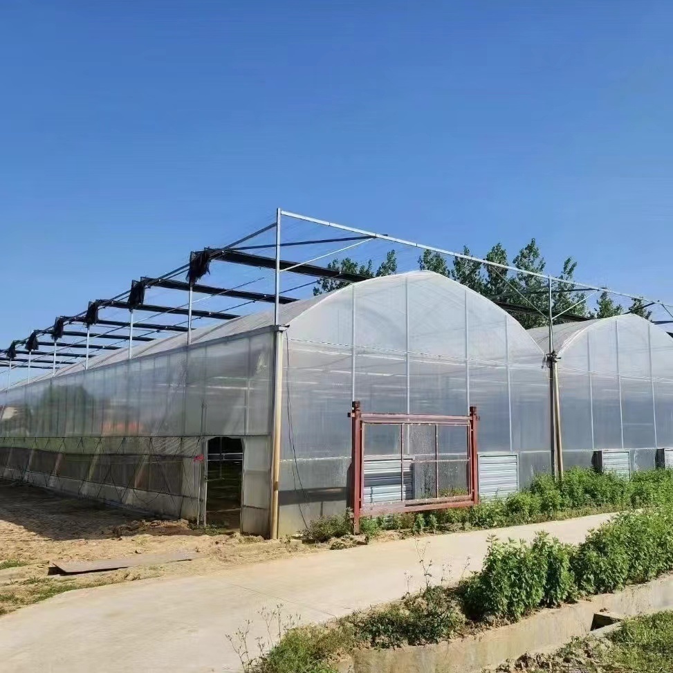 Multi-Span Greenhouse with Drip Irrigation System