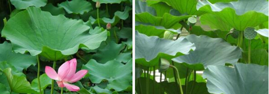 High quality Nuciferine 2%-98% /Lotus leaf extract for weight loss