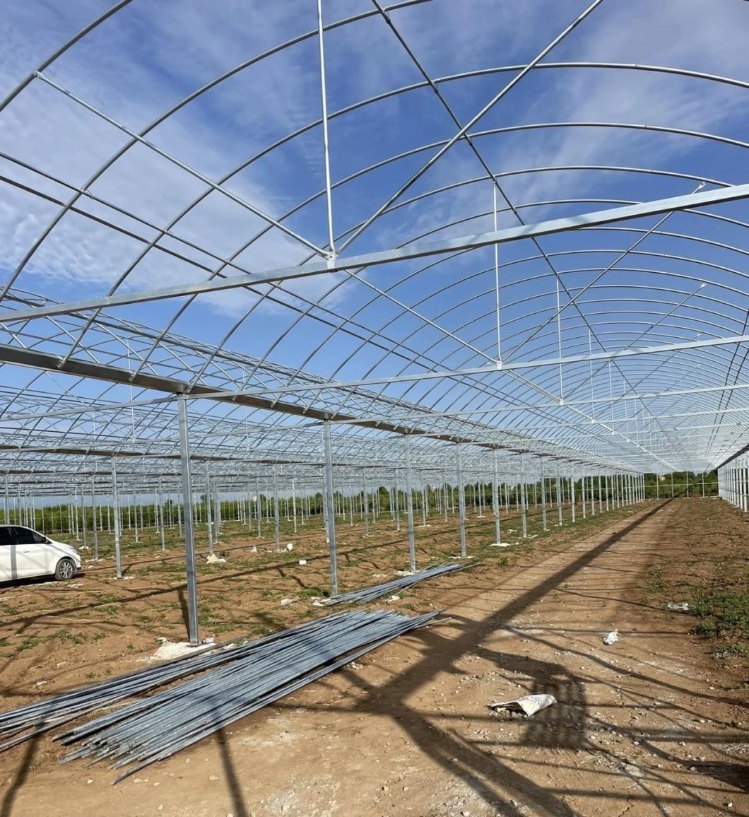 Cost-Effective Multi-Span Film Greenhouse for Farming