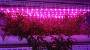 China Led Grow grow lights 0.6m length W-Full spectrum 4000K:660nm 3;1 T8 led growing light for hydroponics culture plant on sale 
