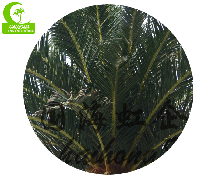 Middle east date palm tree