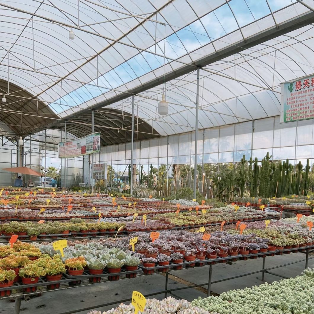 High-Quality Cocopeat Soil Greenhouse for Vegetable Production