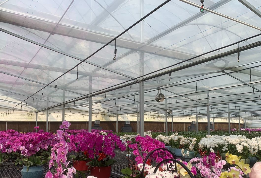 Hydroponics Stromal Humidity Control Multi-Span Seedling Glass Greenhouse