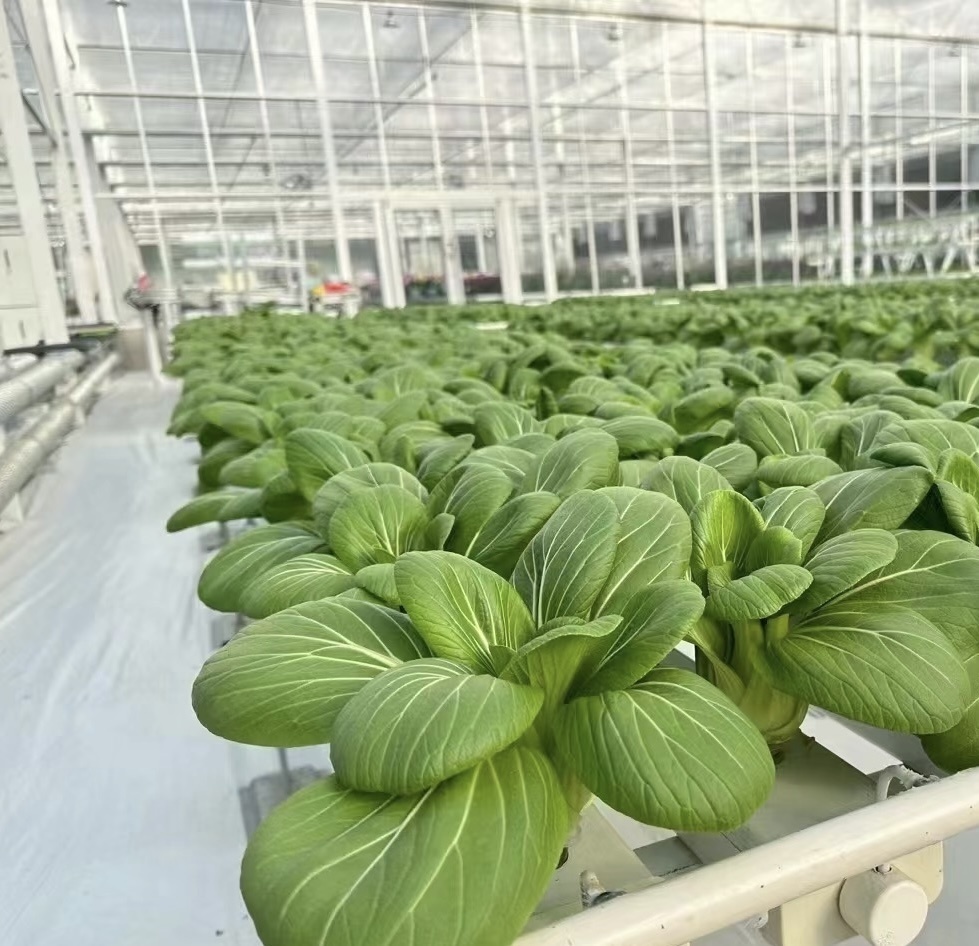 Multi-Span Tunnel Vegetable Production Greenhouse