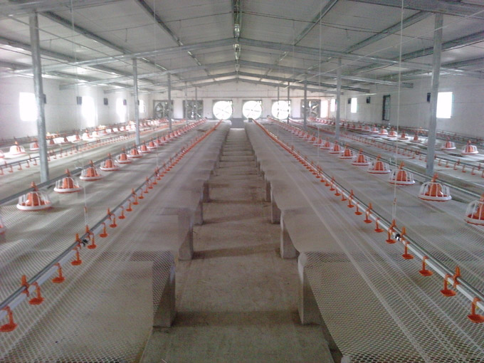 Automatic brolier feeding system floor feeding System for broiler chicken farm house ground poultry Feed Equipment