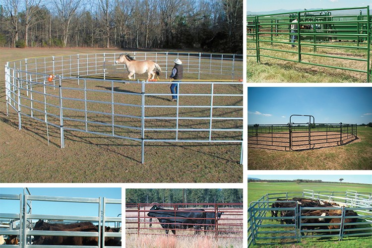 cattle panel fence5