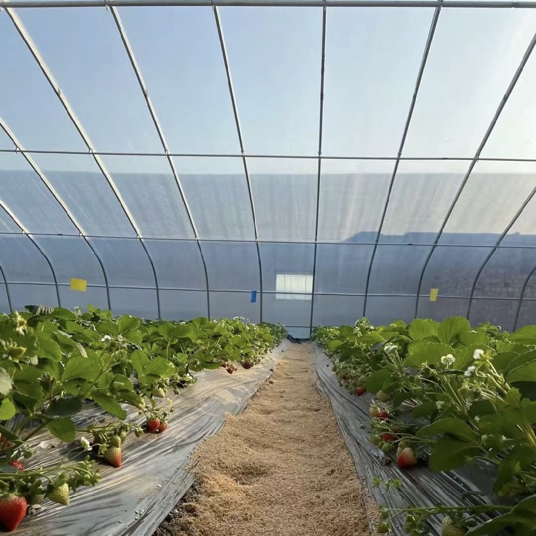 Vegetable Film Flower Planting Drip Irrigation Sunlight Greenhouse