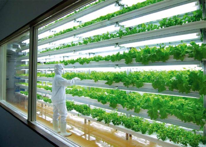 Shipping Container Greenhouse for Leafy Vegetables