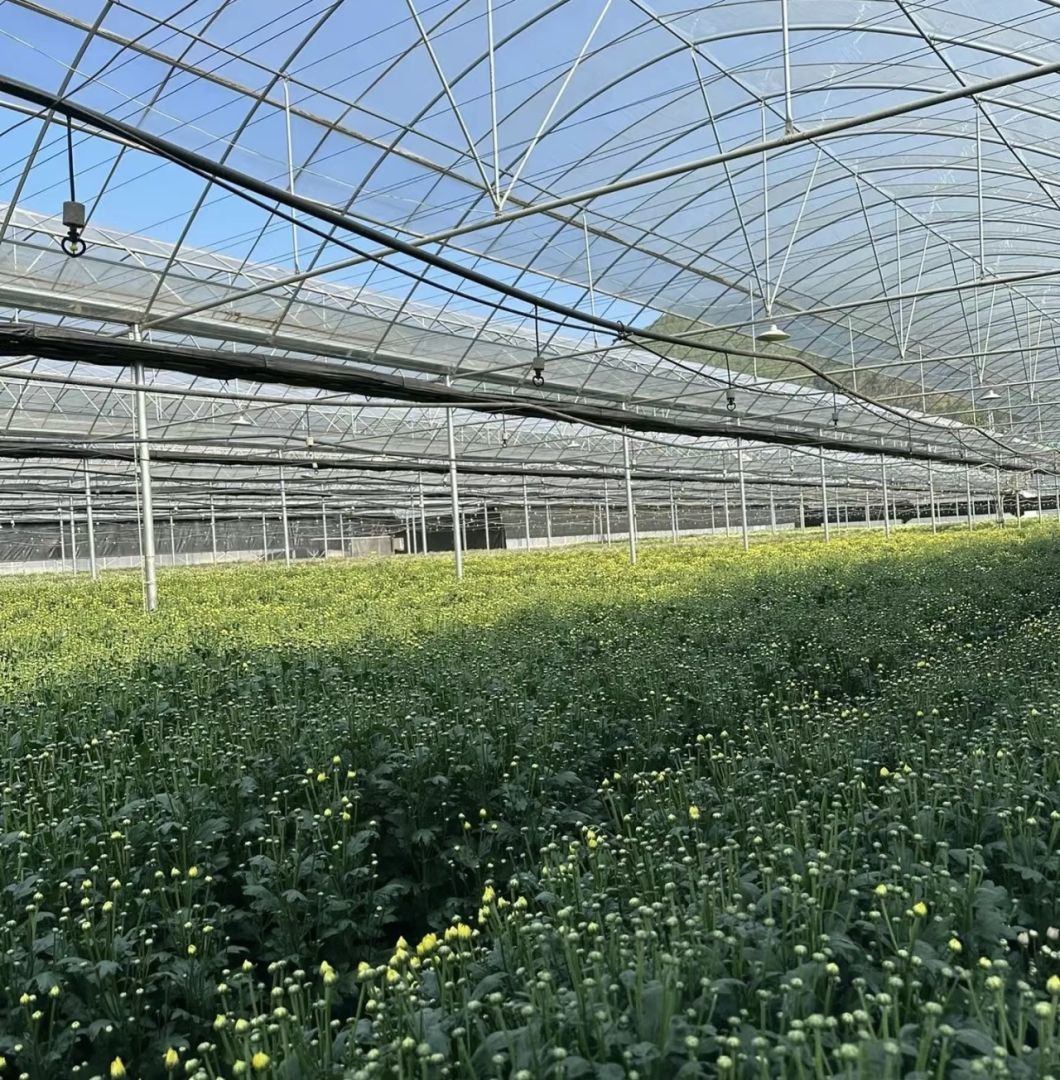 Commercial Greenhouse Poly Film Multi-Span Film Greenhouse for Planting Tomota, Cucumber, Lettuce