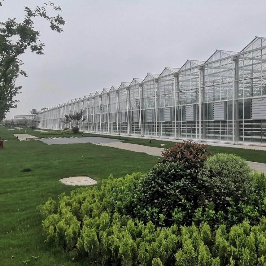 Chinese Origin Glass Greenhouse with Hydroponic Vegetables