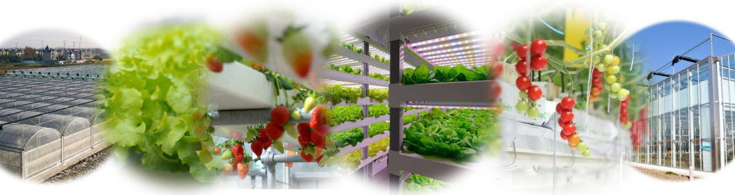 Soilless Culture Film Greenhouse Design for Vegetables