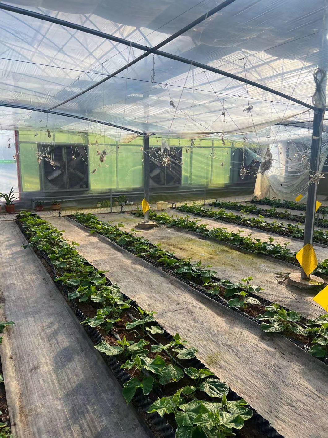 Tomato/Strawberry/Lettuce Green House Multi-Span Plastic Film Agricultural Greenhouse