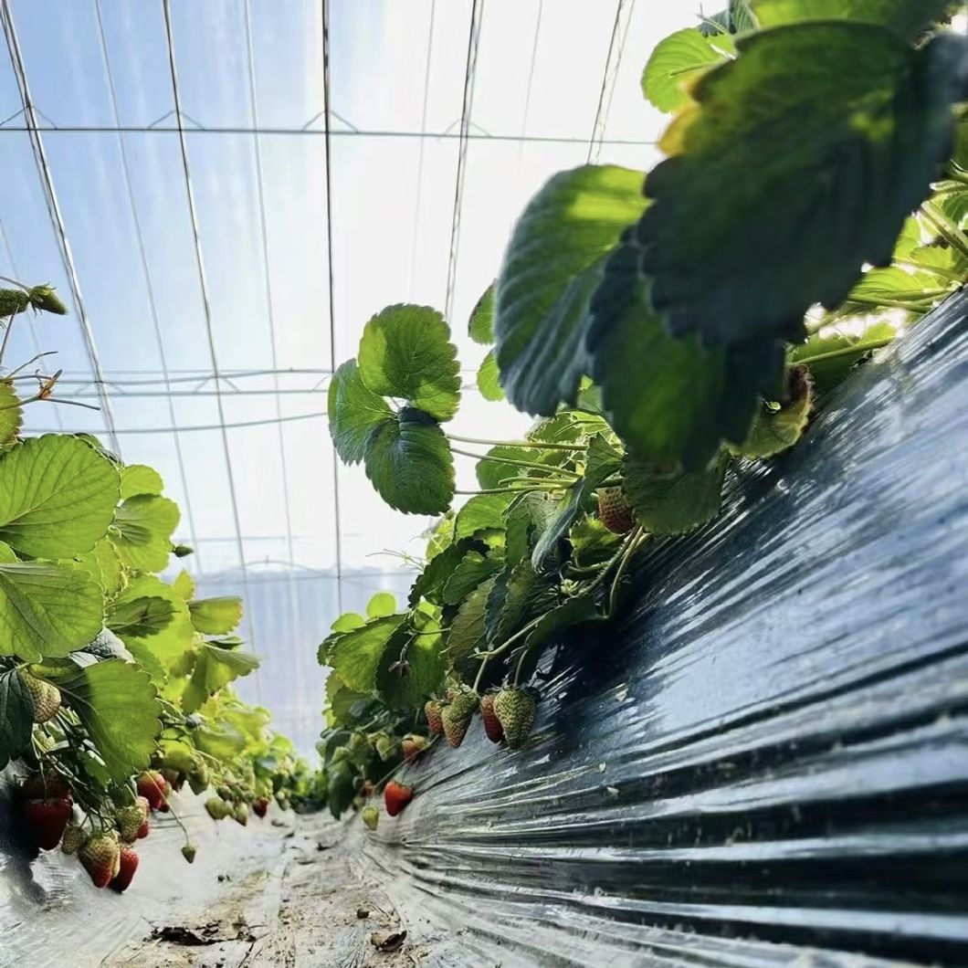 Sparay Irrigation Seeding Sunlight Greenhouse