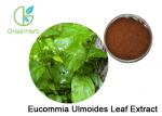 98% Chlorogenic Acid Eucommia Ulmoides Leaf Extract With Anti - Tumor Effect