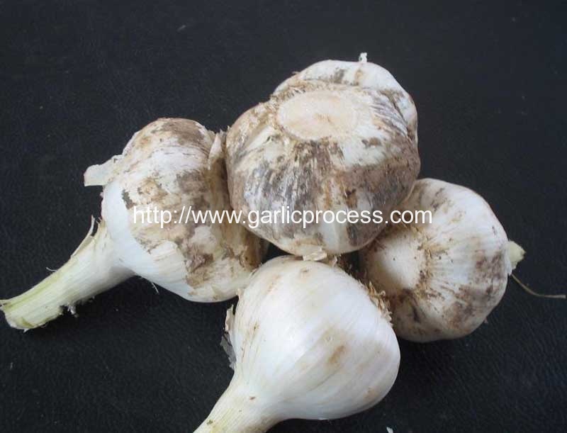 garlic-root-cutting-removing-machine-product