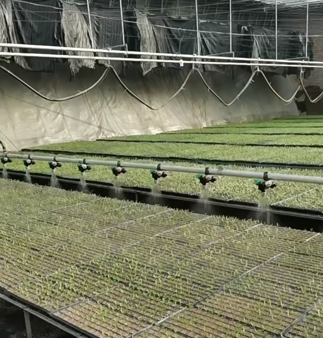 Low Cost Agricultural Multi Span Tunnel Plastic Film Greenhouses with Hydroponic System