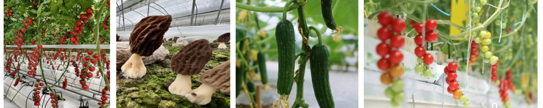 Single-Pan Hydroponic Tomato Cultivation Greenhouse