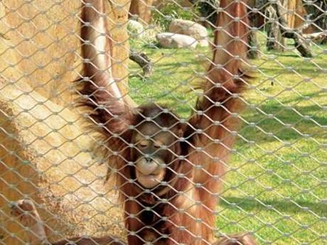 A monkey is playing with stainless steel rope mesh in the zoo.