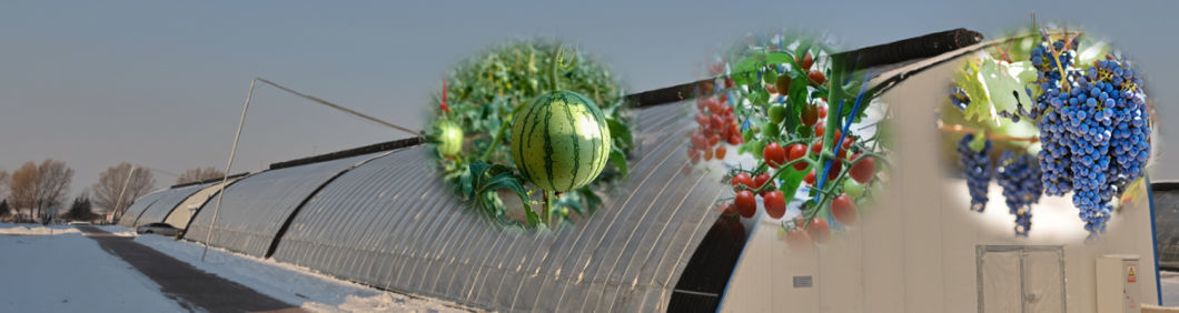 Tomato and Cucumber Growing Sunlight Greenhouse Solution