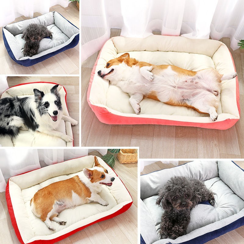 funky dog beds