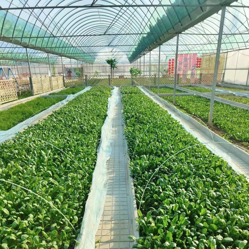 Low Cost Po Film Greenhouse with Water Irrigation