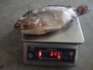 China Black Farm Raised Frozen Tilapia Gutted and Scaled on sale 