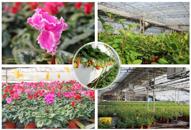 Humidity Control Film Greenhouse for Soilless Vegetable Production