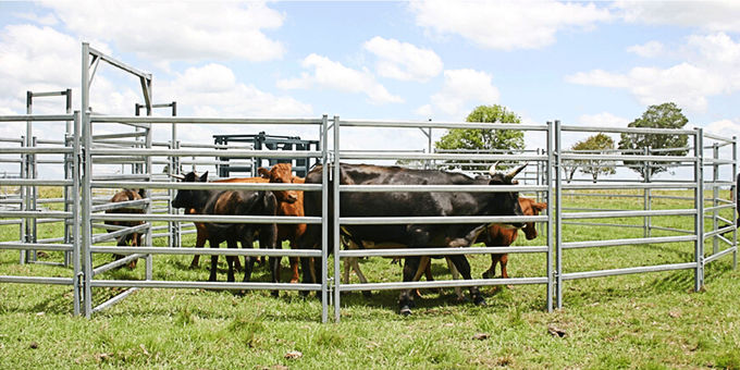 From Budget Cattle Panels To Extra Heavy Duty Portable Corral Panels For Cattle