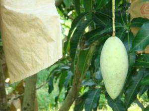 China Growing bag for mango cheap price on sale 