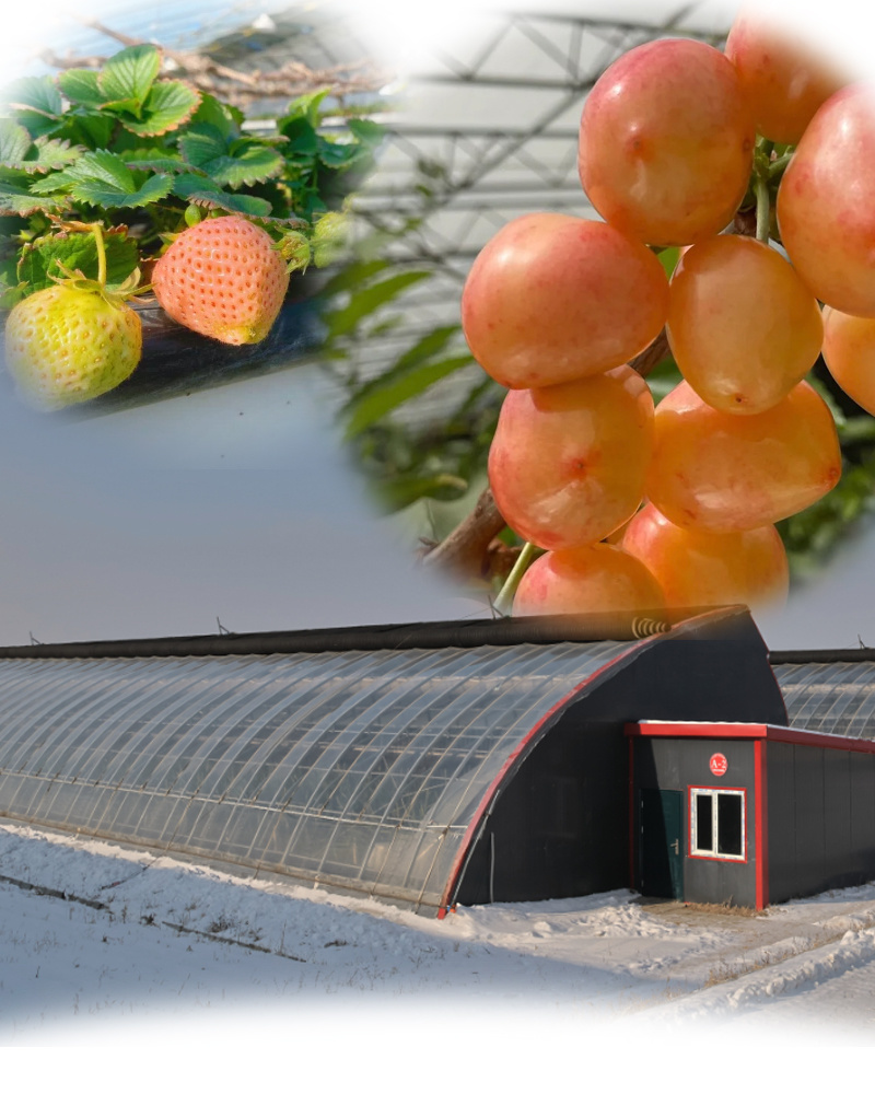 Humidity-Controlled Sunlight Greenhouse for Tomato Farming