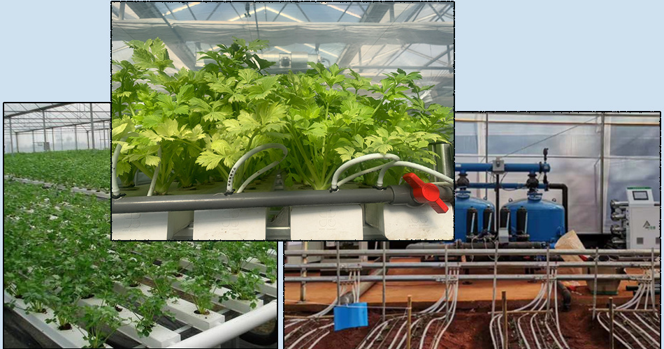 Customizable Multi-Span Hydroponic Greenhouse System