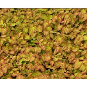 EPIMEDIUM LEAF EXTRACT