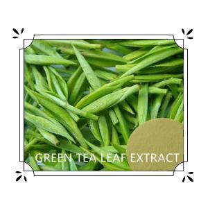 GREEN TEA LEAF EXTRACT