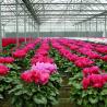 China Polycarbonate Venlo Greenhouse for Flower Hydroponics Durable wholesale