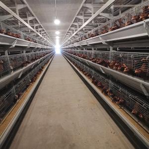 China 650x1250x2220mm Battery Poultry Cage H Type Automatic For Layer wholesale