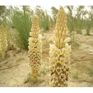 Cistanche Deserticola P.E.,Phenylethanoid glycosides, Echinacoside, Ginseng P.E.,Goji Berry Extract, Icariin,top quality