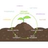 China Stress Resilience NutriShield Liquid Amino Acid Biofertilizer Slow Release Chloride Free Advantage Yield Revolution wholesale