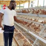 Automatic Battery Layer Cage , Poultry Farming Cage Nigeria Lagos Sandy
