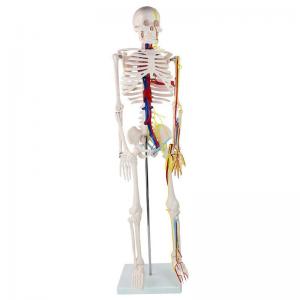 Medical Students 85cm Human Skeleton Model With Heart And Blood Vessels