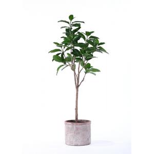 Traditionally Potted Ficus Tree Subtle Tropical Feel Inspired By Nature