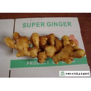 China 150 - 300 G / Per Fresh Yellow Ginger Sell To Supermarket And Wholesaler supplier