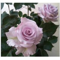 High quality natural wholesale fresh cut flower PURPLE rose for decoration CHINA best selling
