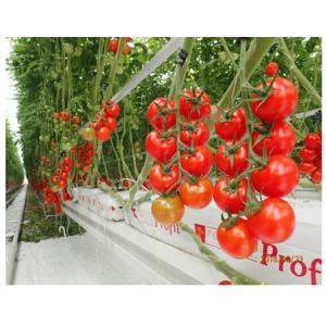 China Agricultural Tomato Plant Greenhouse Covers Hollow PC Board For Against External Damage supplier