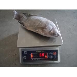 Frozen Fish Gutted Scaled Tilapia