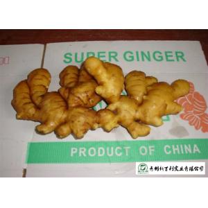 China Medicinal Value Organic Fresh Ginger , Chinese Fresh Young Ginger For Swelling supplier
