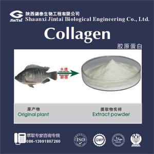 China collagen supplement fish collagen supplier